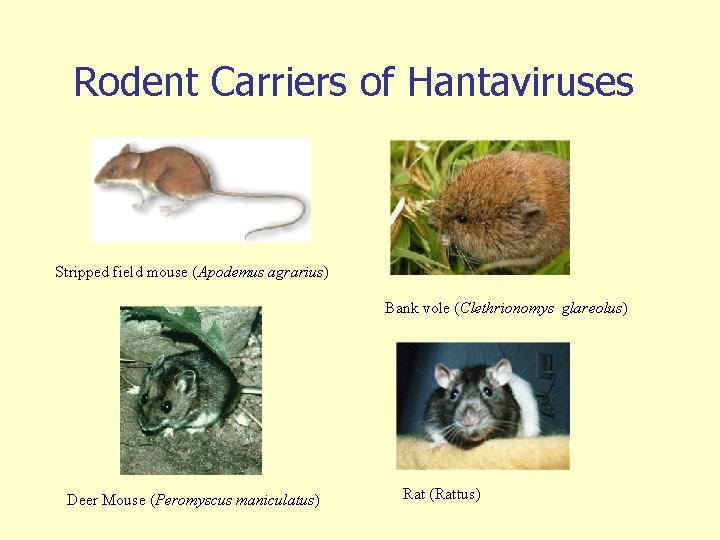 Rodent Carriers of Hantaviruses Stripped field mouse (Apodemus agrarius) Bank vole (Clethrionomys glareolus) Deer