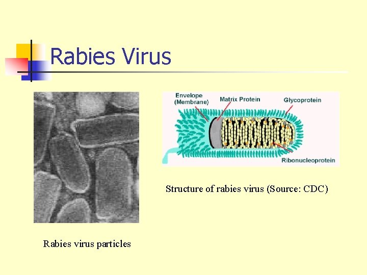 Rabies Virus Structure of rabies virus (Source: CDC) Rabies virus particles 