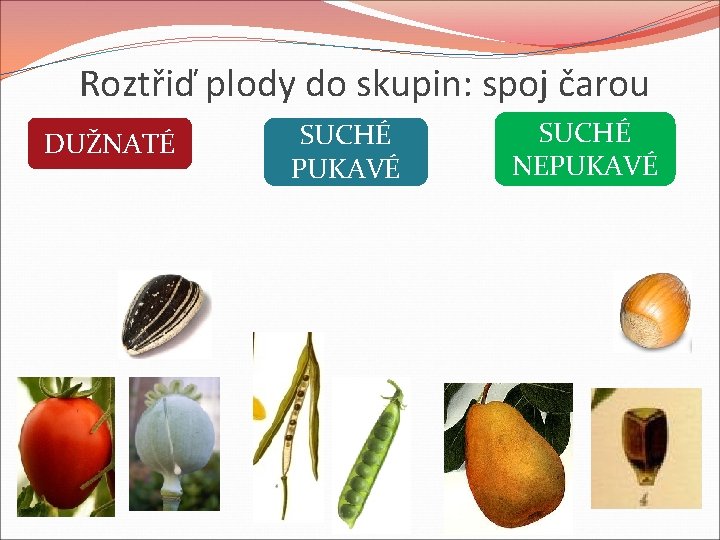 Roztřiď plody do skupin: spoj čarou DUŽNATÉ SUCHÉ PUKAVÉ SUCHÉ NEPUKAVÉ Roztřiď plody do skupin: spoj čarou DUŽNATÉ SUCHÉ PUKAVÉ SUCHÉ NEPUKAVÉ