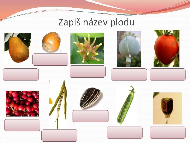 Zapiš název plodu Zapiš název plodu