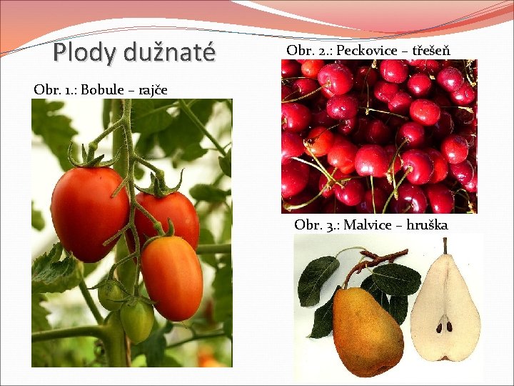 Plody dužnaté Obr. 2. : Peckovice – třešeň Obr. 1. : Bobule – rajče Plody dužnaté Obr. 2. : Peckovice – třešeň Obr. 1. : Bobule – rajče