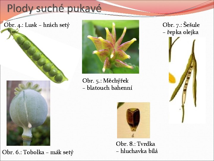 Plody suché pukavé Obr. 4. : Lusk – hrách setý Obr. 7. : Šešule Plody suché pukavé Obr. 4. : Lusk – hrách setý Obr. 7. : Šešule