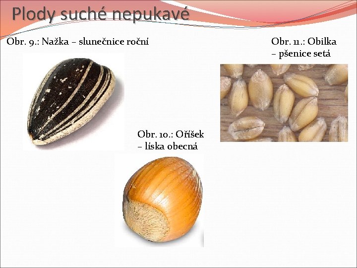 Plody suché nepukavé Obr. 9. : Nažka – slunečnice roční Obr. 10. : Oříšek Plody suché nepukavé Obr. 9. : Nažka – slunečnice roční Obr. 10. : Oříšek