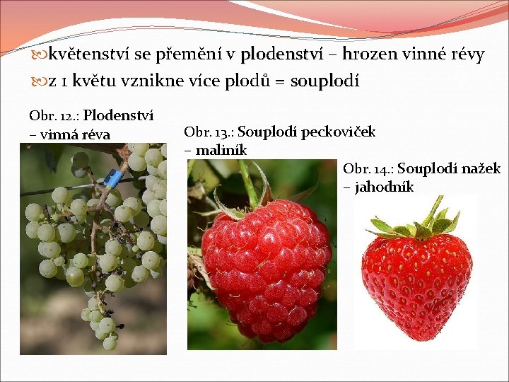 květenství se přemění v plodenství – hrozen vinné révy z 1 květu vznikne květenství se přemění v plodenství – hrozen vinné révy z 1 květu vznikne