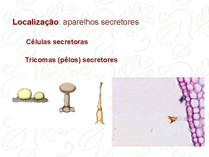 Localização: Localização aparelhos secretores Células secretoras Tricomas (pêlos) secretores 