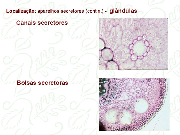 Localização: Localização aparelhos secretores (contin. ) - Canais secretores Bolsas secretoras glândulas 