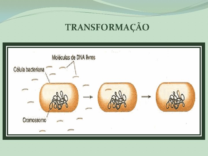 TRANSFORMAÇÃO 