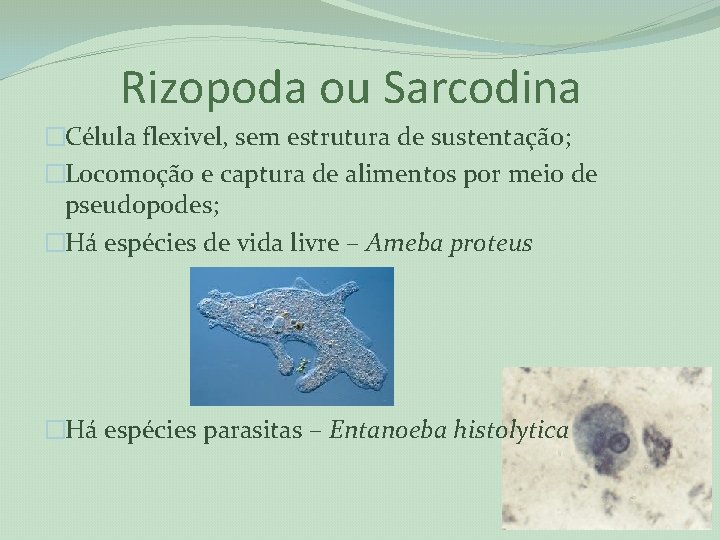 Rizopoda ou Sarcodina �Célula flexivel, sem estrutura de sustentação; �Locomoção e captura de alimentos