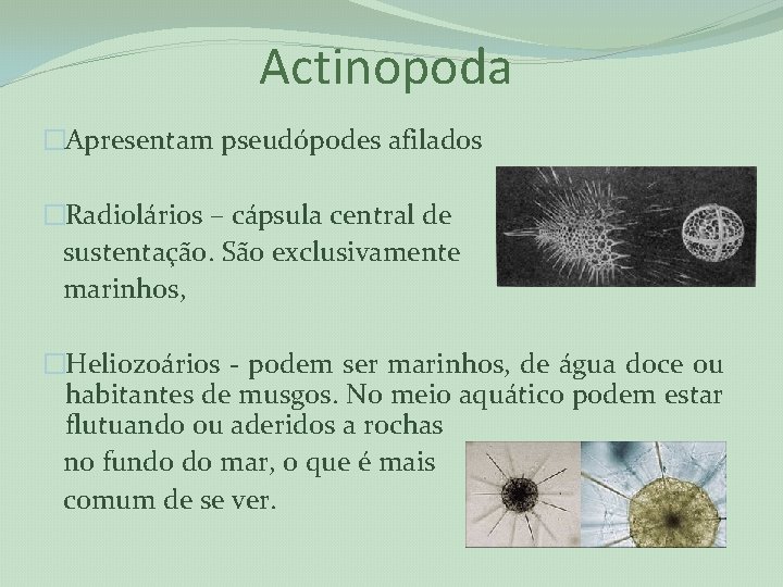 Actinopoda �Apresentam pseudópodes afilados �Radiolários – cápsula central de sustentação. São exclusivamente marinhos, �Heliozoários