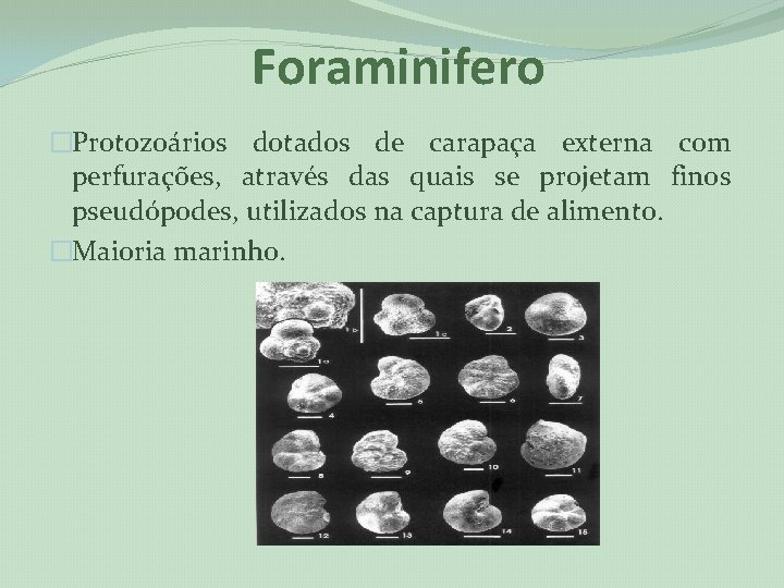 Foraminifero �Protozoários dotados de carapaça externa com perfurações, através das quais se projetam finos