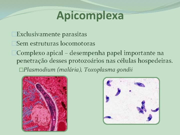 Apicomplexa �Exclusivamente parasitas �Sem estruturas locomotoras �Complexo apical – desempenha papel importante na penetração