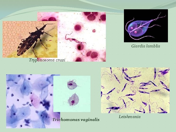 Giardia lamblia Trypanosoma cruzi Trichomonas vaginalis Leishmania 