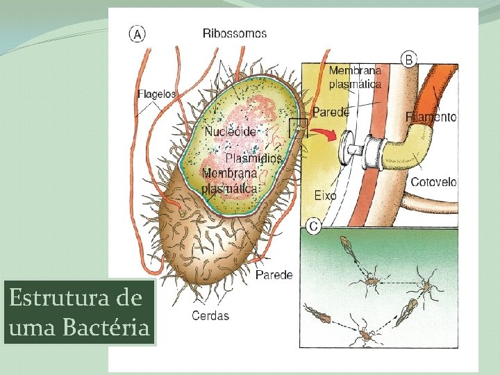 Estrutura de uma Bactéria 