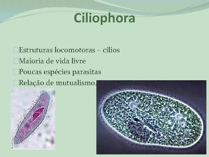 Ciliophora �Estruturas locomotoras – cílios �Maioria de vida livre �Poucas espécies parasitas �Relação de