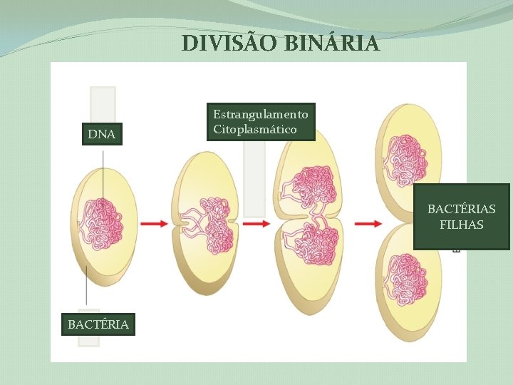 DIVISÃO BINÁRIA DNA Estrangulamento Citoplasmático BACTÉRIAS FILHAS BACTÉRIA 