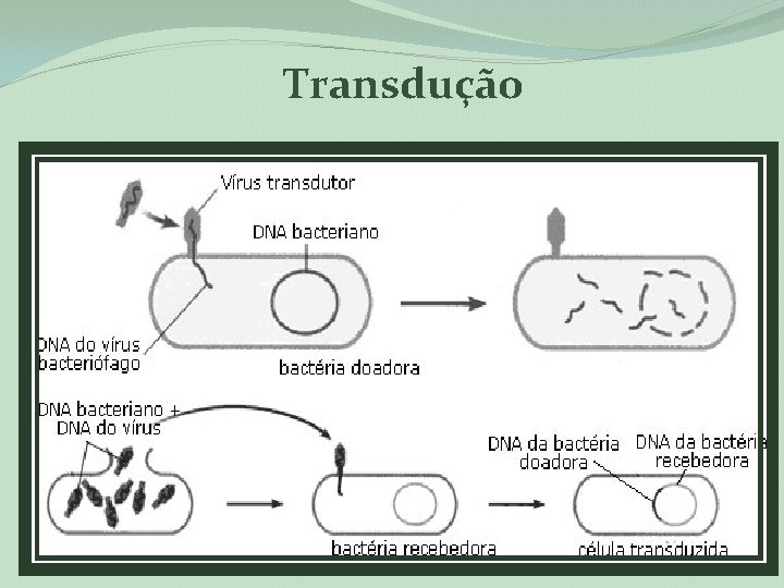 Transdução 