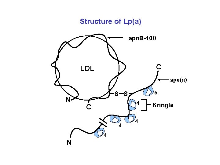 Structure of Lp(a) apo. B-100 C LDL apo(a) N 4 C 4 4 N