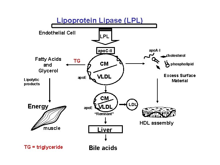 Lipoprotein Lipase (LPL) Endothelial Cell LPL apo. A-I apo. C-II Fatty Acids and Glycerol
