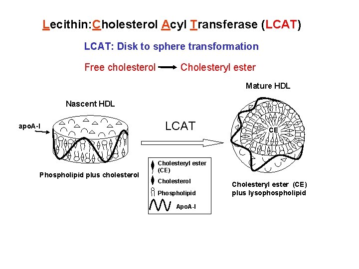 Lecithin: Cholesterol Acyl Transferase (LCAT) LCAT: Disk to sphere transformation Free cholesterol Cholesteryl ester