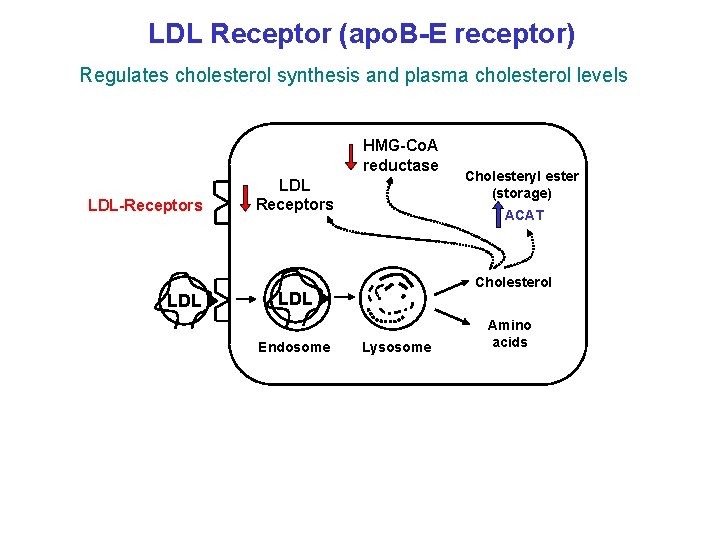 LDL Receptor (apo. B-E receptor) Regulates cholesterol synthesis and plasma cholesterol levels HMG-Co. A