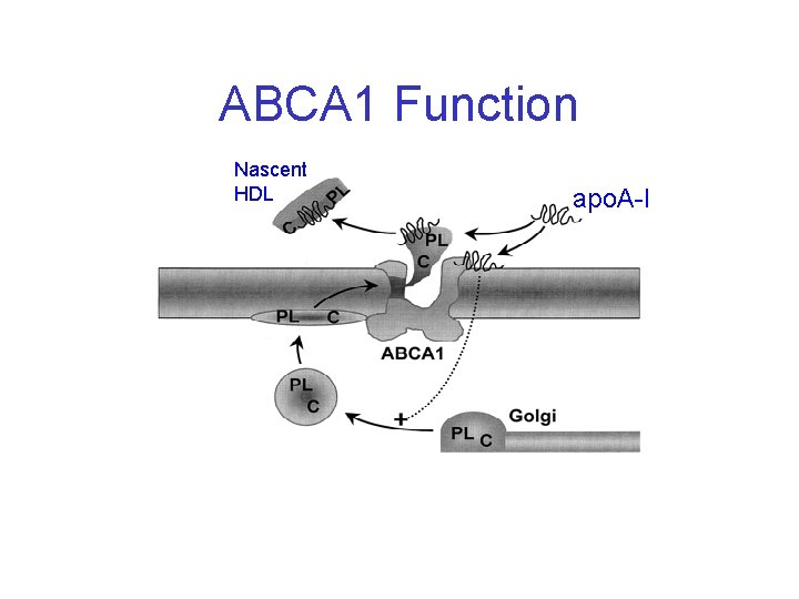 ABCA 1 Function Nascent HDL apo. A-I 