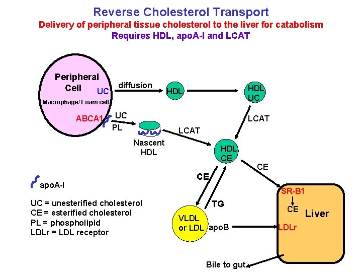 Reverse Cholesterol Transport Delivery of peripheral tissue cholesterol to the liver for catabolism Requires