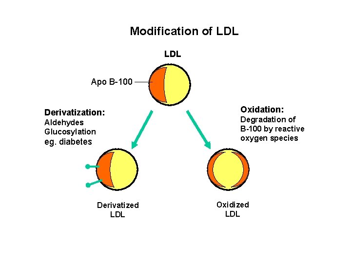 Modification of LDL Apo B-100 Derivatization: Aldehydes Glucosylation eg. diabetes Derivatized LDL Oxidation: Degradation