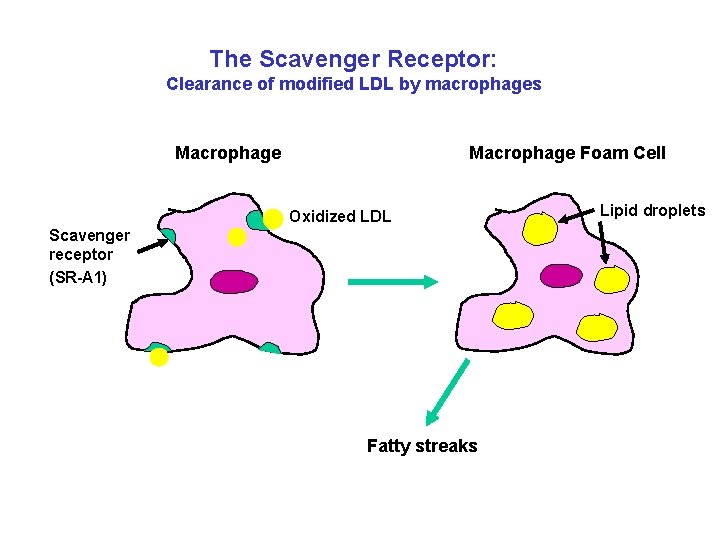 The Scavenger Receptor: Clearance of modified LDL by macrophages Macrophage Foam Cell Oxidized LDL