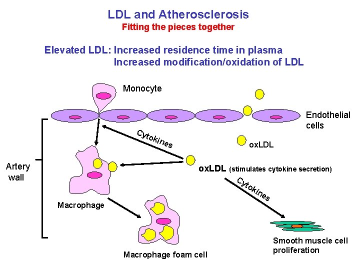 LDL and Atherosclerosis Fitting the pieces together Elevated LDL: Increased residence time in plasma