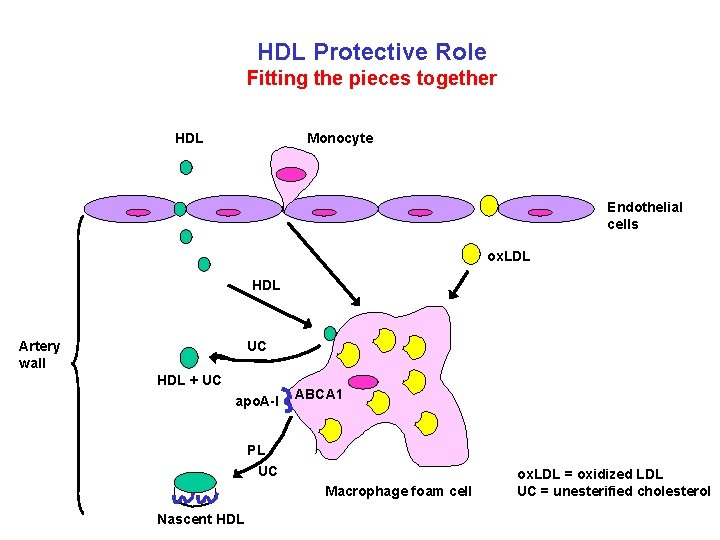 HDL Protective Role Fitting the pieces together HDL Monocyte Endothelial cells ox. LDL HDL HDL Protective Role Fitting the pieces together HDL Monocyte Endothelial cells ox. LDL HDL