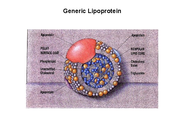 Generic Lipoprotein 