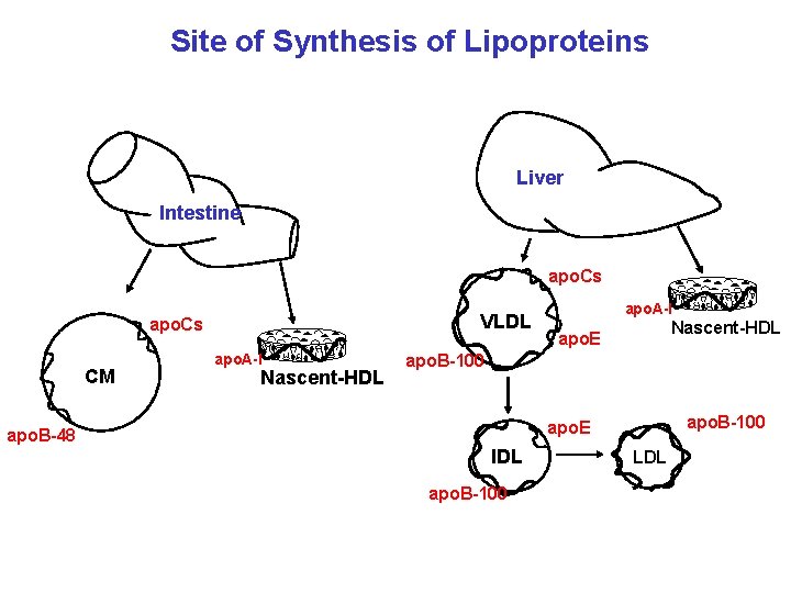 Site of Synthesis of Lipoproteins Liver Intestine apo. Cs VLDL apo. Cs CM apo. Site of Synthesis of Lipoproteins Liver Intestine apo. Cs VLDL apo. Cs CM apo.