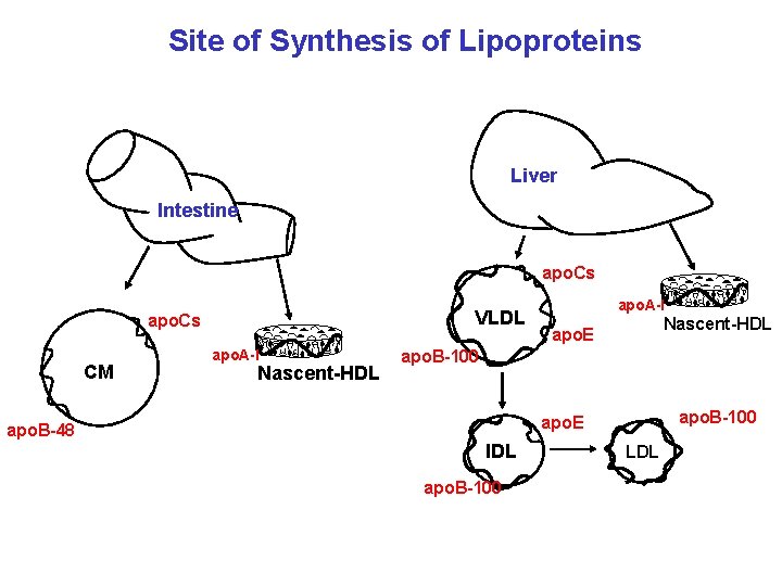Site of Synthesis of Lipoproteins Liver Intestine apo. Cs VLDL apo. Cs CM apo.