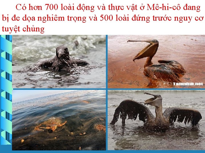 Có hơn 700 loài động và thực vật ở Mê-hi-cô đang bị đe dọa