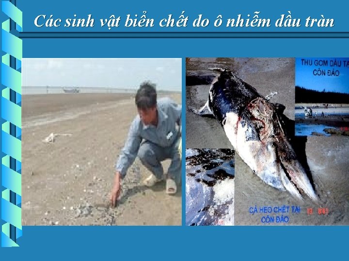Các sinh vật biển chết do ô nhiễm dầu tràn 