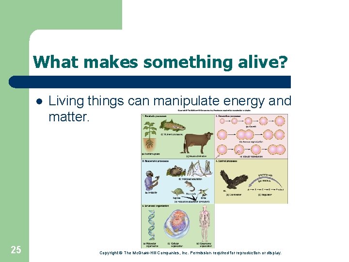 What makes something alive? l 25 Living things can manipulate energy and matter. Copyright
