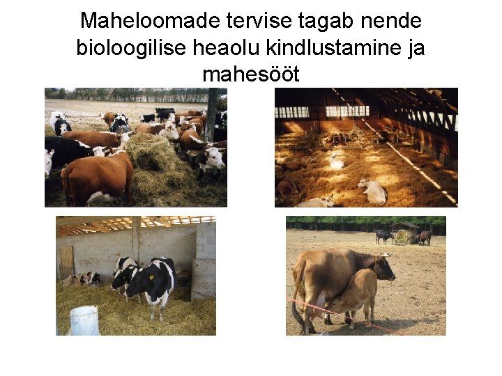 Maheloomade tervise tagab nende bioloogilise heaolu kindlustamine ja mahesööt Maheloomade tervise tagab nende bioloogilise heaolu kindlustamine ja mahesööt