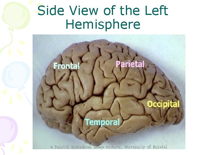 Side View of the Left Hemisphere 