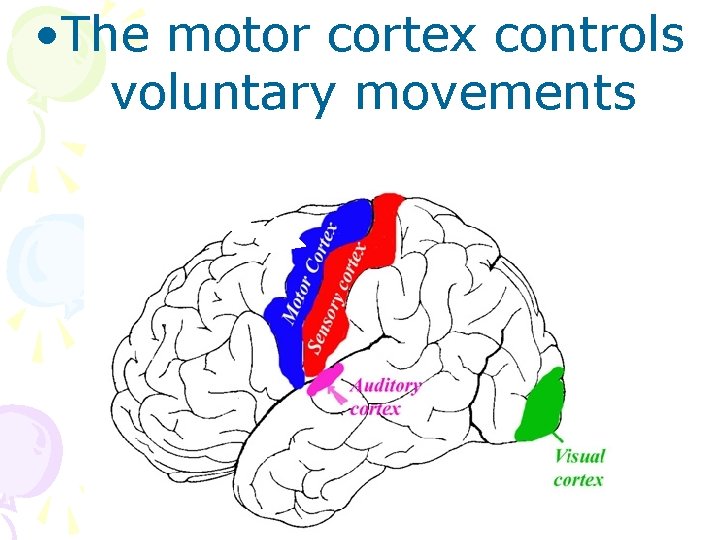  • The motor cortex controls voluntary movements 