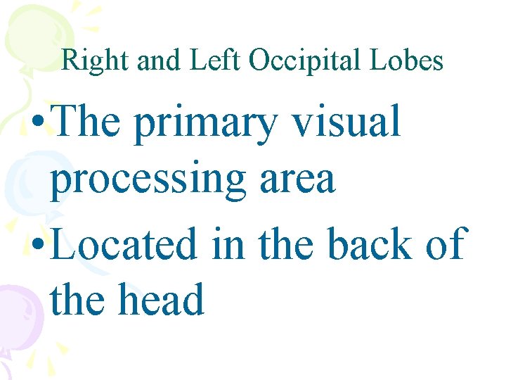 Right and Left Occipital Lobes • The primary visual processing area • Located in