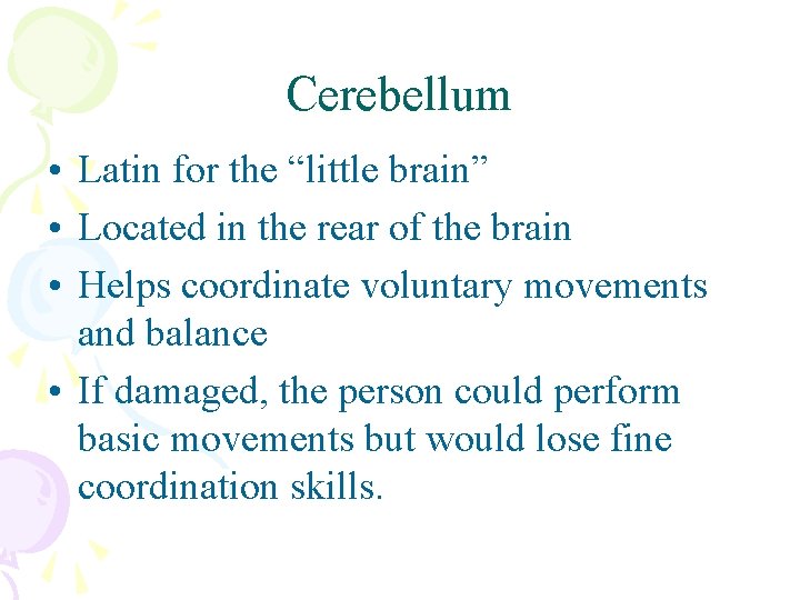 Cerebellum • Latin for the “little brain” • Located in the rear of the