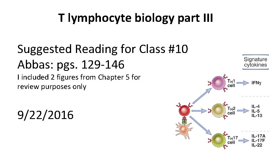 T lymphocyte biology part III Suggested Reading for Class #10 Abbas: pgs. 129 -146