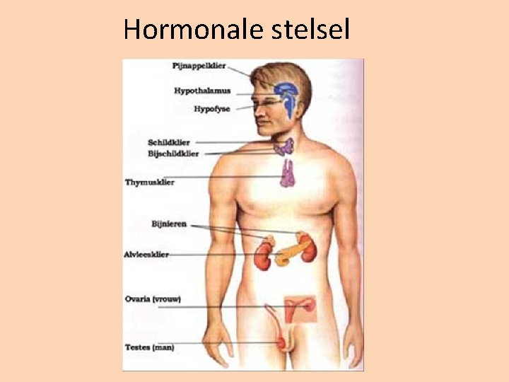 Hormonale stelsel 