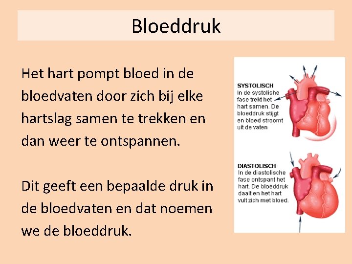 Bloeddruk Het hart pompt bloed in de bloedvaten door zich bij elke hartslag samen