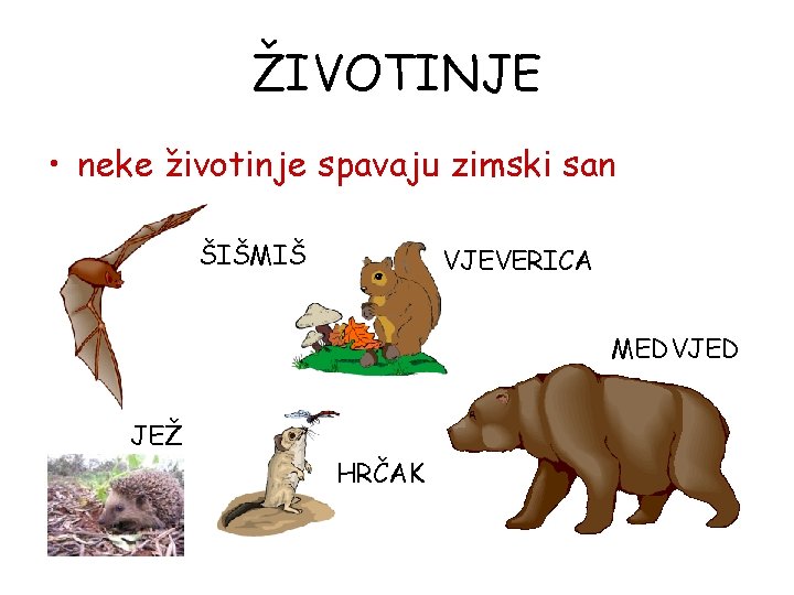 ŽIVOTINJE • neke životinje spavaju zimski san ŠIŠMIŠ VJEVERICA MEDVJED JEŽ HRČAK 