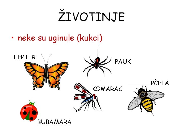 ŽIVOTINJE • neke su uginule (kukci) LEPTIR PAUK KOMARAC BUBAMARA PČELA 