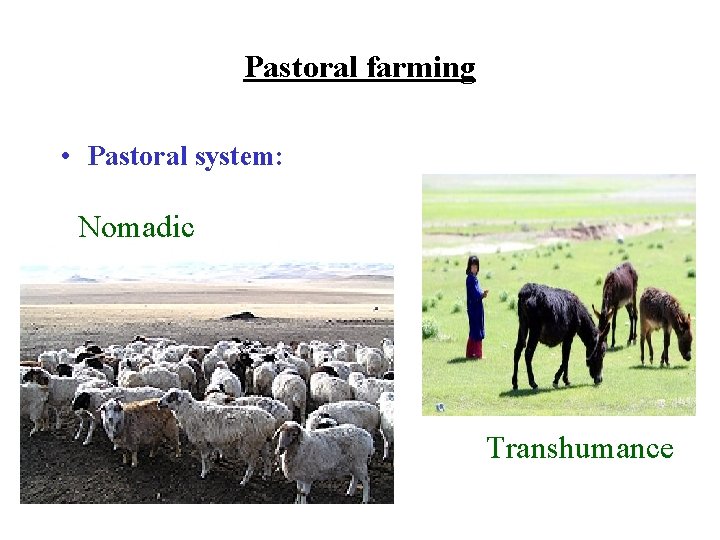 Pastoral farming • Pastoral system: Nomadic Transhumance 