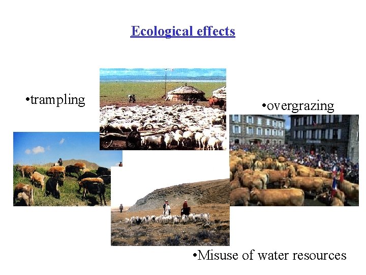Ecological effects • trampling • overgrazing • Misuse of water resources 