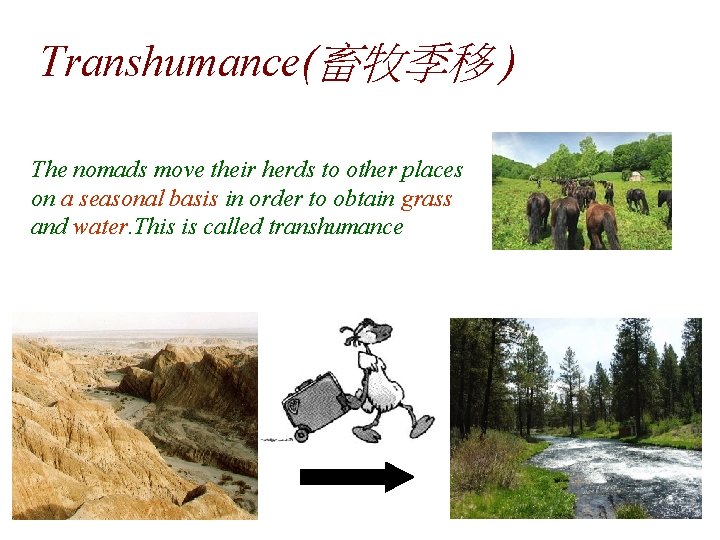Transhumance(畜牧季移 ) The nomads move their herds to other places on a seasonal basis