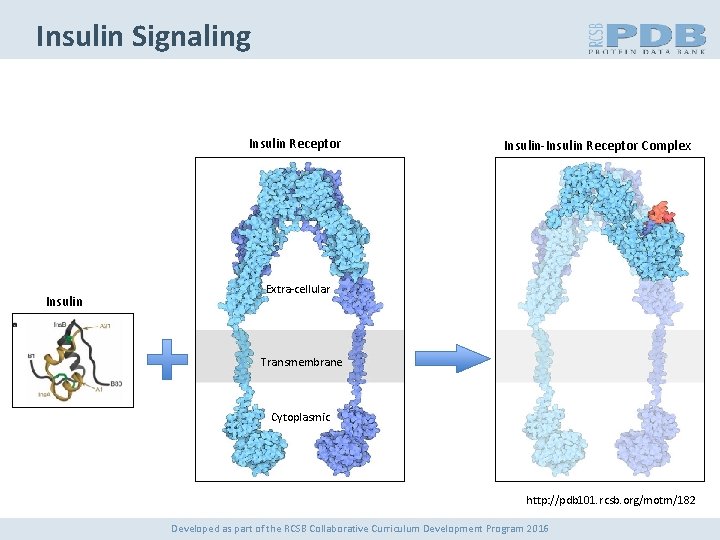 Insulin Signaling Insulin Receptor Insulin-Insulin Receptor Complex Extra-cellular Transmembrane Cytoplasmic http: //pdb 101. rcsb.